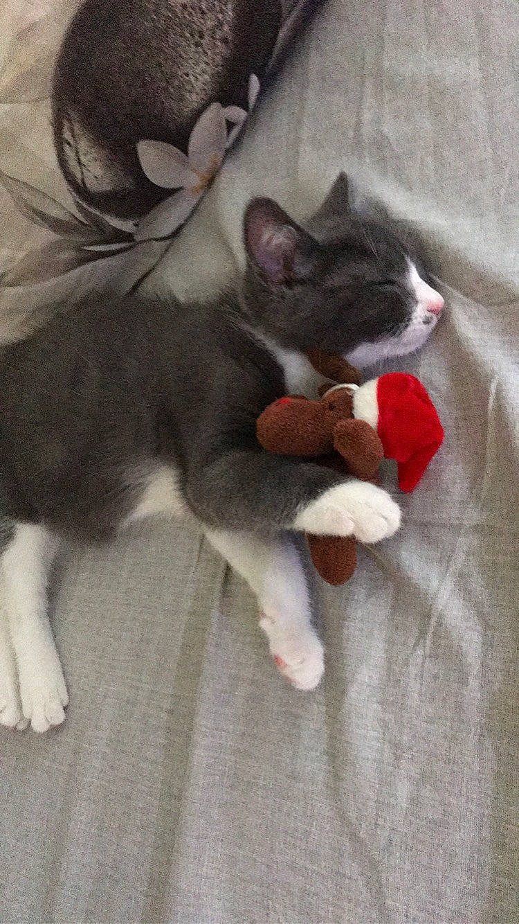 Nemo a rejoint le concours — aidez-le/la à gagner de superbes lots ! canidae, carnivore, cat, dog_breed, domestic_short_haired_cat, fawn, felidae, kitten, mammal, norwegian_forest_cat, paw, polydactyl_cat, puppy, small_to_medium_sized_cats, tail, whiskers