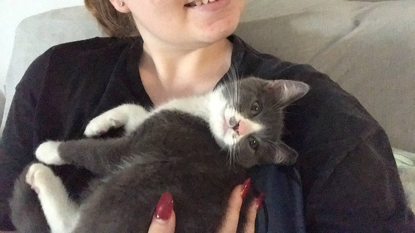 Nemo participe au concours pour gagner de l'argent avec cette photo : black_cat, carnivore, cat, chartreux, domestic_short_haired_cat, ear, felidae, fur, kitten, mammal, polydactyl_cat, russian_blue, skin, small_to_medium_sized_cats, snout, vertebrate, whiskers