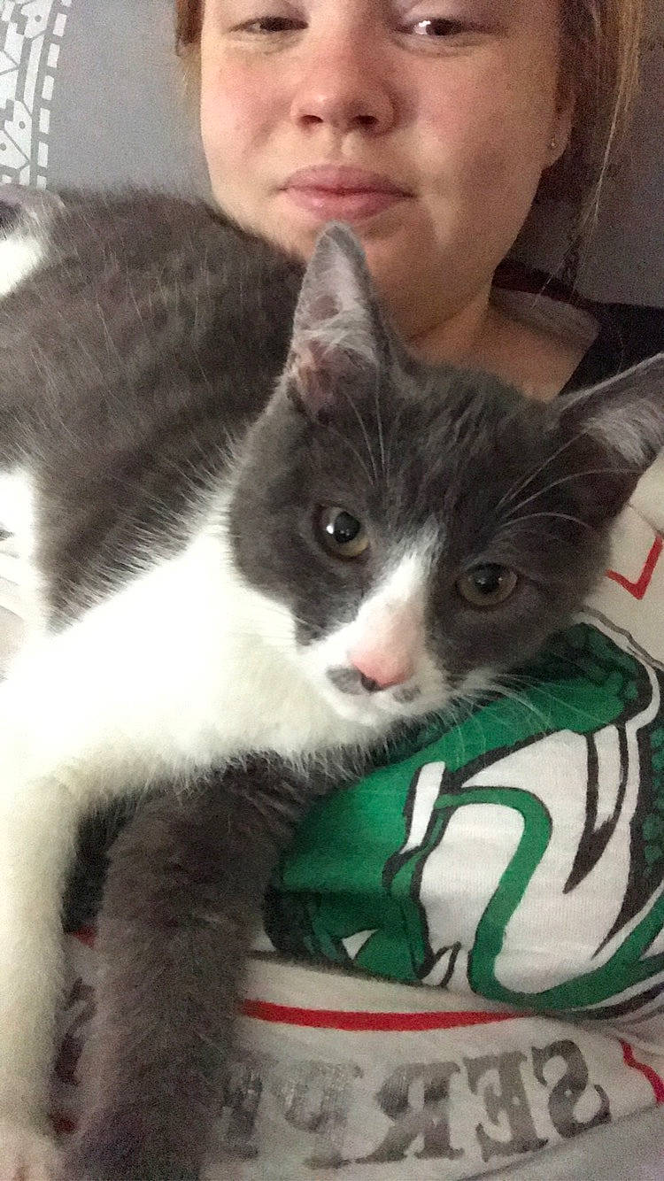 Nemo participe au concours pour gagner de l'argent avec cette photo : carnivore, cat, domestic_short_haired_cat, felidae, kitten, mammal, polydactyl_cat, small_to_medium_sized_cats, whiskers