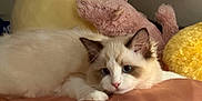 Sticky Rice joined the competition — help win amazing prizes! cat, fluffy, blue_eyes, resting, plush_toy, pink_toy, yellow_toy, indoor, cozy, soft, pet, animal, cute, relaxed, fur, whiskers, bed, domestic, mammal, lying_down