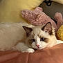 cat, fluffy, blue_eyes, resting, plush_toy, pink_toy, yellow_toy, indoor, cozy, soft, pet, animal, cute, relaxed, fur, whiskers, bed, domestic, mammal, lying_down