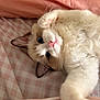 Sticky Rice joined the competition — help win amazing prizes! cat, fluffy, blue_eyes, pink_nose, paw, blanket, checkered, pink, white, cute, pet, feline, relaxed, indoor, soft, whiskers, ears, lying_down, close_up, cozy