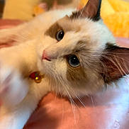 Sticky Rice is registered to the contest to win money with this photo: cat, blue_eyes, fluffy, close_up, pet, collar, bell, pink_surface, indoor, cute, whiskers, fur, animal, relaxed, portrait, mammal, domestic_animal, feline, playful, curious