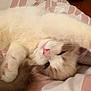 Sticky Rice joined the competition — help win amazing prizes! cat, fluffy, white, brown, pet, relaxed, sleepy, paw, nose, whiskers, bed, blanket, indoor, cute, feline, animal, resting, soft, cozy, fur
