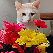 Wushu is registered to the contest to win money with this photo: cat, flowers, bouquet, indoor, curious, cream_color, white_color, plant, vibrant, colorful, pet, closeup, nature, still_life, floral, domestic, animal, leaf, stem, background