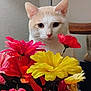 cat, flowers, bouquet, indoor, curious, cream_color, white_color, plant, vibrant, colorful, pet, closeup, nature, still_life, floral, domestic, animal, leaf, stem, background