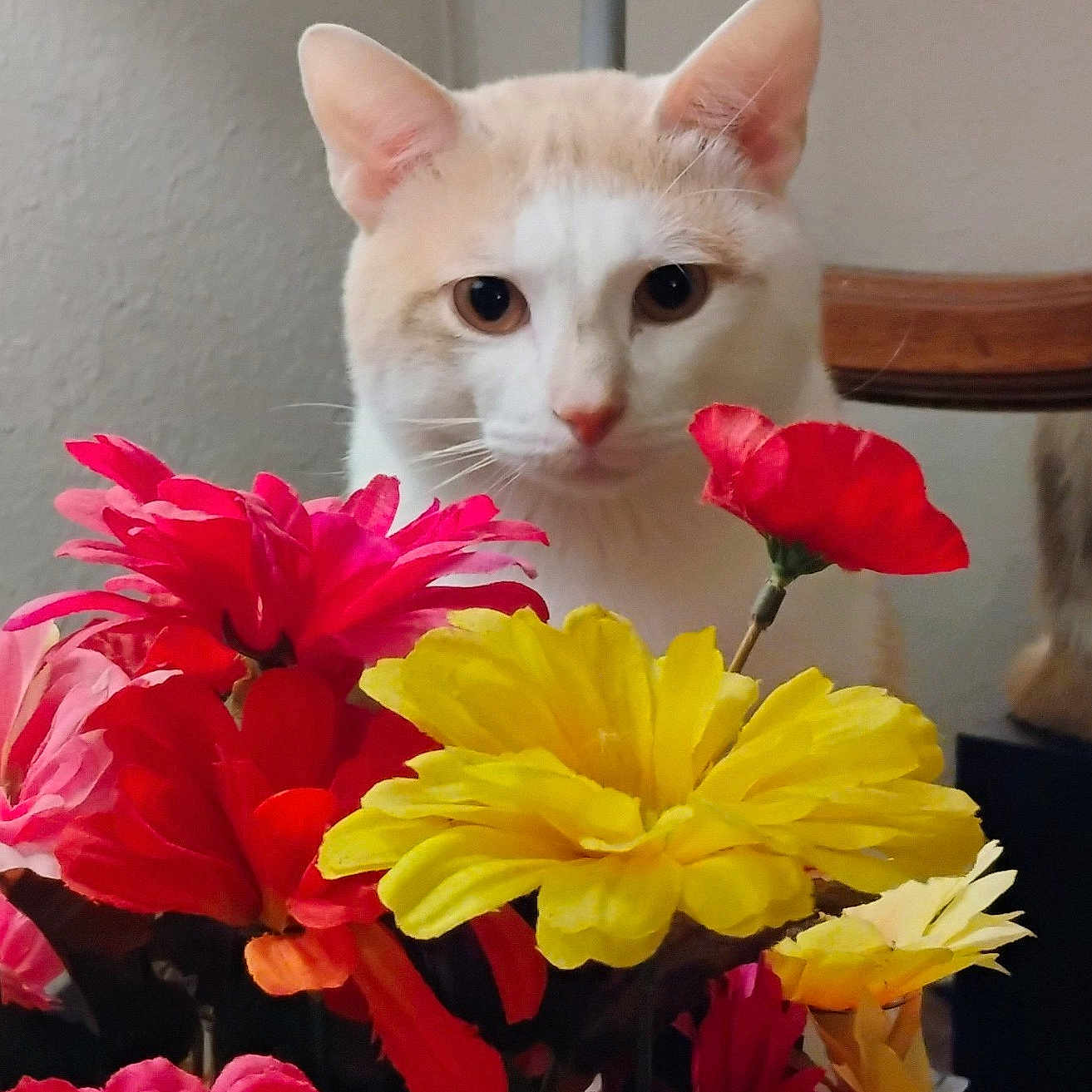 Wushu is registered to the contest to win money with this photo: animal, background, bouquet, cat, closeup, colorful, cream_color, curious, domestic, floral, flowers, indoor, leaf, nature, pet, plant, stem, still_life, vibrant, white_color