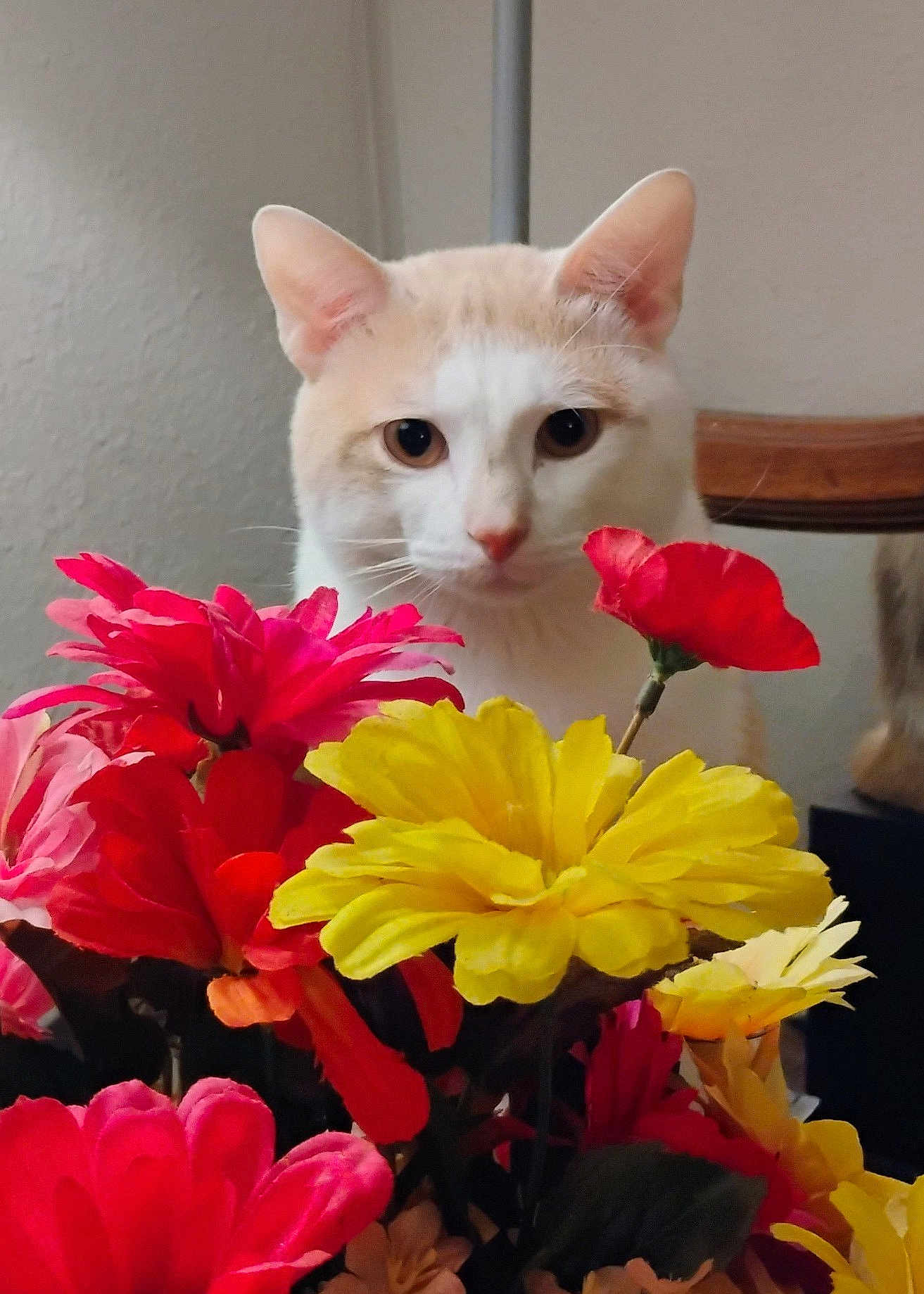 Wushu is registered to the contest to win money with this photo: cat, flowers, bouquet, indoor, curious, cream_color, white_color, plant, vibrant, colorful, pet, closeup, nature, still_life, floral, domestic, animal, leaf, stem, background