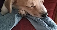 Charlie participe au concours pour gagner de l'argent avec cette photo : puppy, sleeping, dog, blanket, cozy, paw, fur, indoor, couch, red, brown, cute, nap, rest, animal, pet, relaxing, closeup, adorable, snuggle