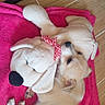 puppy, dog, plush_toy, stuffed_animal, pink_towel, floor, tile_floor, indoor, cute, sleeping, snuggling, small_dog, light_brown, white_fur, toy, red_bow, relaxing, animal, pet, cozy