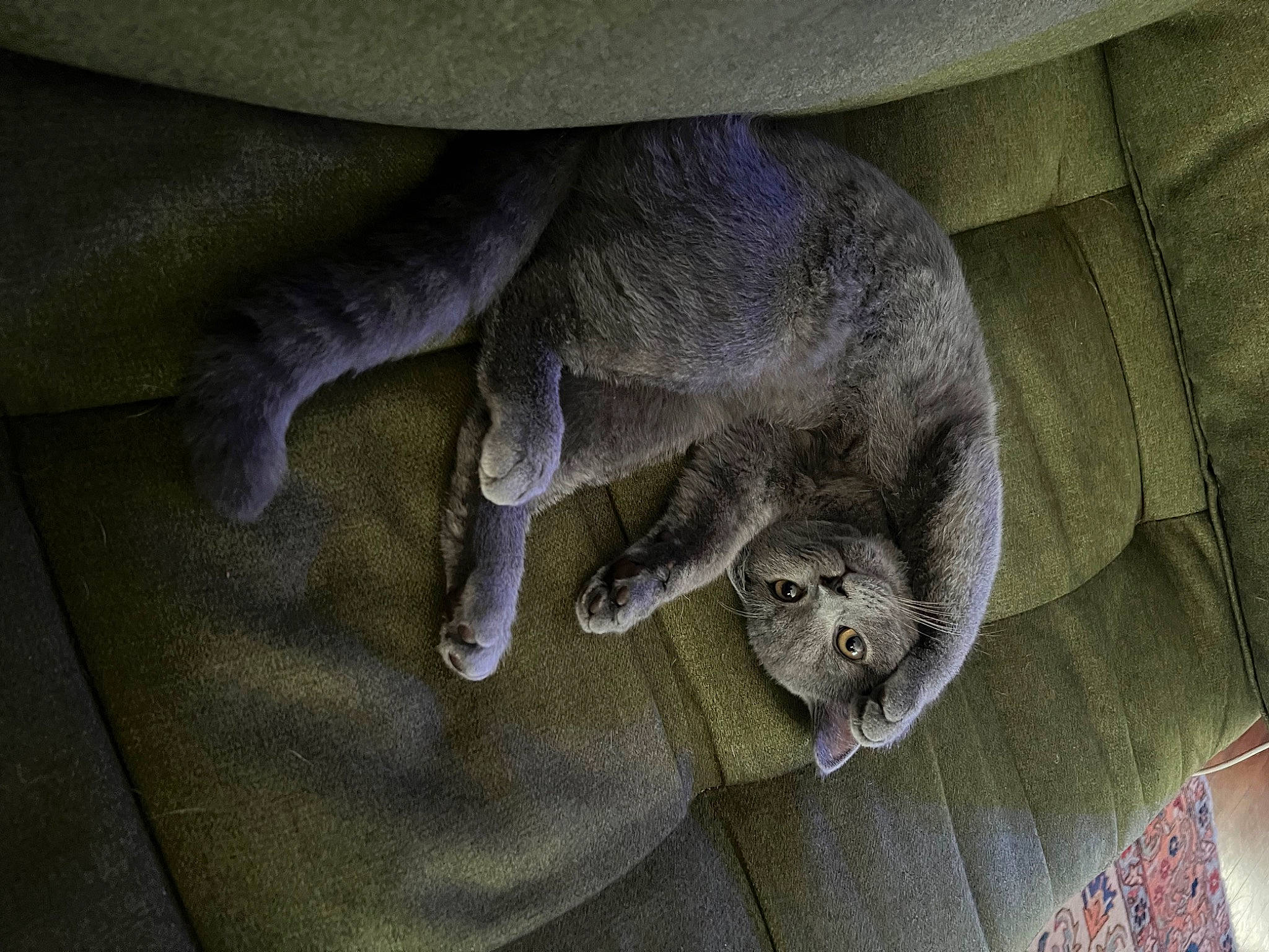 Ash joined the competition — help win amazing prizes! african_grey, carnivore, cat, claw, comfort, domestic_short_haired_cat, felidae, fur, grey, paw, russian_blue, small_to_medium_sized_cats, tail, terrestrial_animal, whiskers, wood