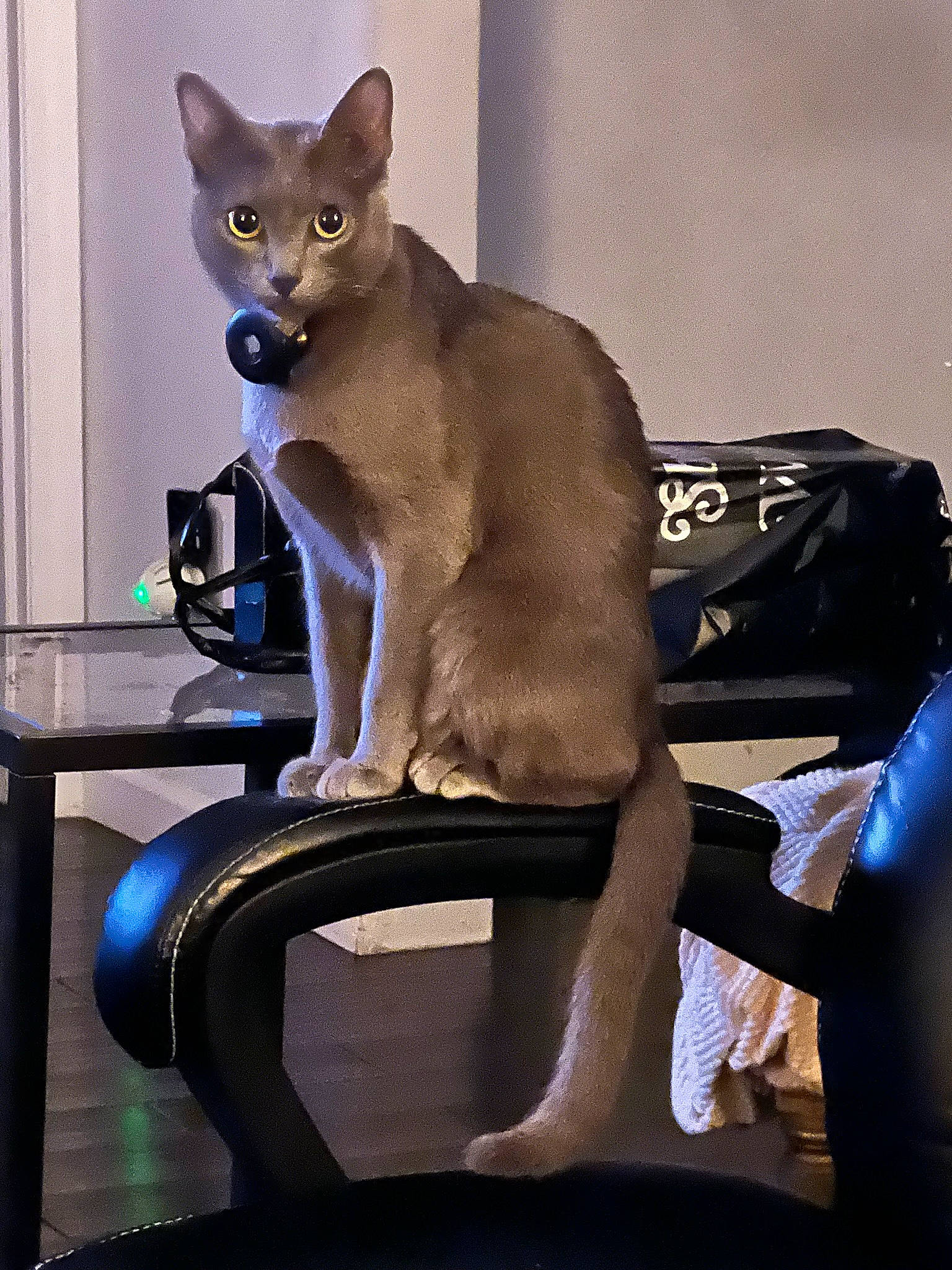 Cynder joined the competition — help win amazing prizes! carnivore, cat, cat_supply, comfort, domestic_short_haired_cat, electric_blue, fawn, felidae, fur, human_leg, paw, pet_supply, sitting, small_to_medium_sized_cats, snout, tail, terrestrial_animal, thai, tonkinese, whiskers