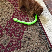 Walter joined the competition — help win amazing prizes! accessories, animal, ball, bulldog, canine, cat, dog, homedecor, indoors, interiordesign, mat, pet, puppy, reptile, rug, snake, sport, strap, tennis, tennisball