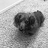 Walter joined the competition — help win amazing prizes! accessories, animal, ball, bodypart, canine, cockerspaniel, collar, dog, door, homedecor, hound, mouth, papillon, person, pet, poodle, puppy, snout, sport, terrier