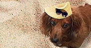 Walter is registered to the contest to win money with this photo: accessories, animal, canine, clothing, countryside, cowboyhat, dog, face, glasses, hat, head, nature, outdoors, person, pet, photography, portrait, puppy, straw, sunhat