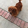 Walter is registered to the contest to win money with this photo: accessories, animal, brick, canine, cockerspaniel, dog, flagstone, goldenretriever, hound, leash, papillon, path, pet, puppy, road, sidewalk, slate, strap, terrier, walkway