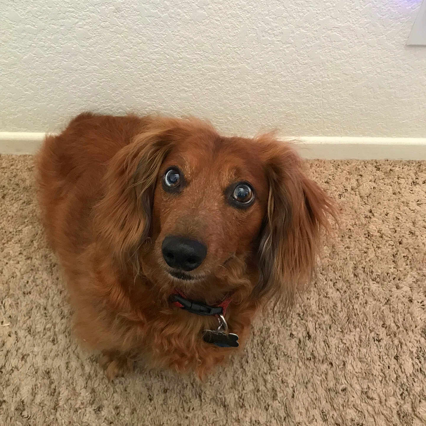 Walter joined the competition — help win amazing prizes! accessories, animal, bodypart, canine, cockerspaniel, collar, dog, goldenretriever, hardwood, hound, leash, mouth, papillon, person, pet, poodle, puppy, snout, terrier, wood