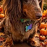 dog, dachshund, pet, animal, long_hair, brown_fur, portrait, autumn, fall, pumpkins, leaves, outdoor, wooden_surface, warm_lighting, golden_hour, festive, seasonal, collar, dog_tag, text_overlay