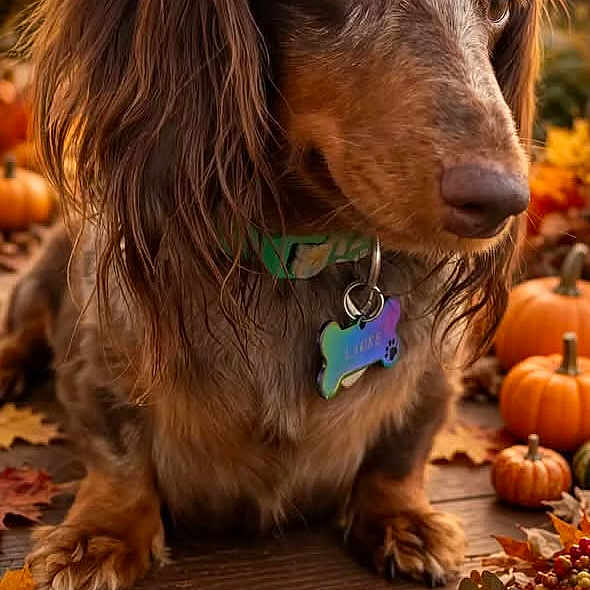Lacee joined the competition — help win amazing prizes! dog, dachshund, pet, animal, long_hair, brown_fur, portrait, autumn, fall, pumpkins, leaves, outdoor, wooden_surface, warm_lighting, golden_hour, festive, seasonal, collar, dog_tag, text_overlay
