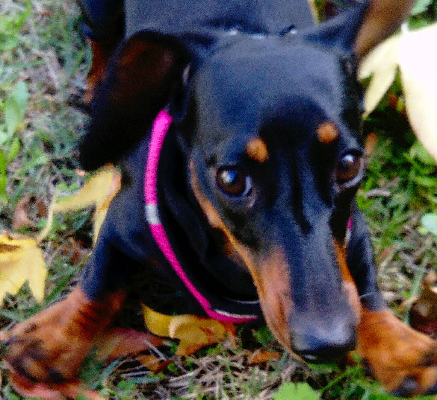 Martine participe au concours pour gagner de l'argent avec cette photo : canidae, carnivore, collar, companion_dog, dog, dog_breed, grass, guard_dog, hunting_dog, pinscher, plant, puppy, snout, sporting_group, working_animal, working_dog