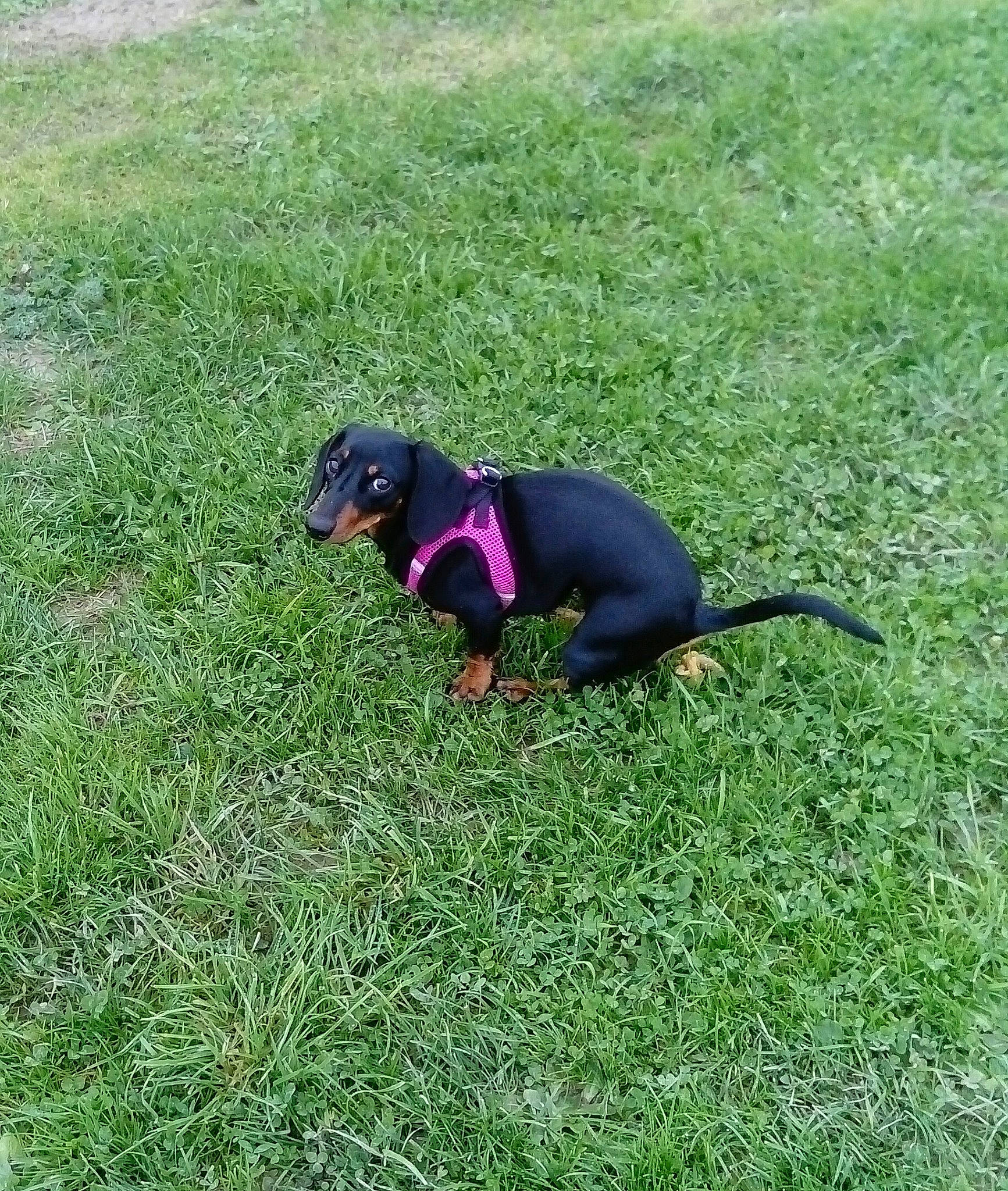 Martine participe au concours pour gagner de l'argent avec cette photo : canidae, carnivore, companion_dog, dog, dog_breed, electric_blue, grass, grassland, groundcover, guard_dog, hunting_dog, pinscher, plant, sporting_group, tail, terrestrial_animal, working_animal, working_dog