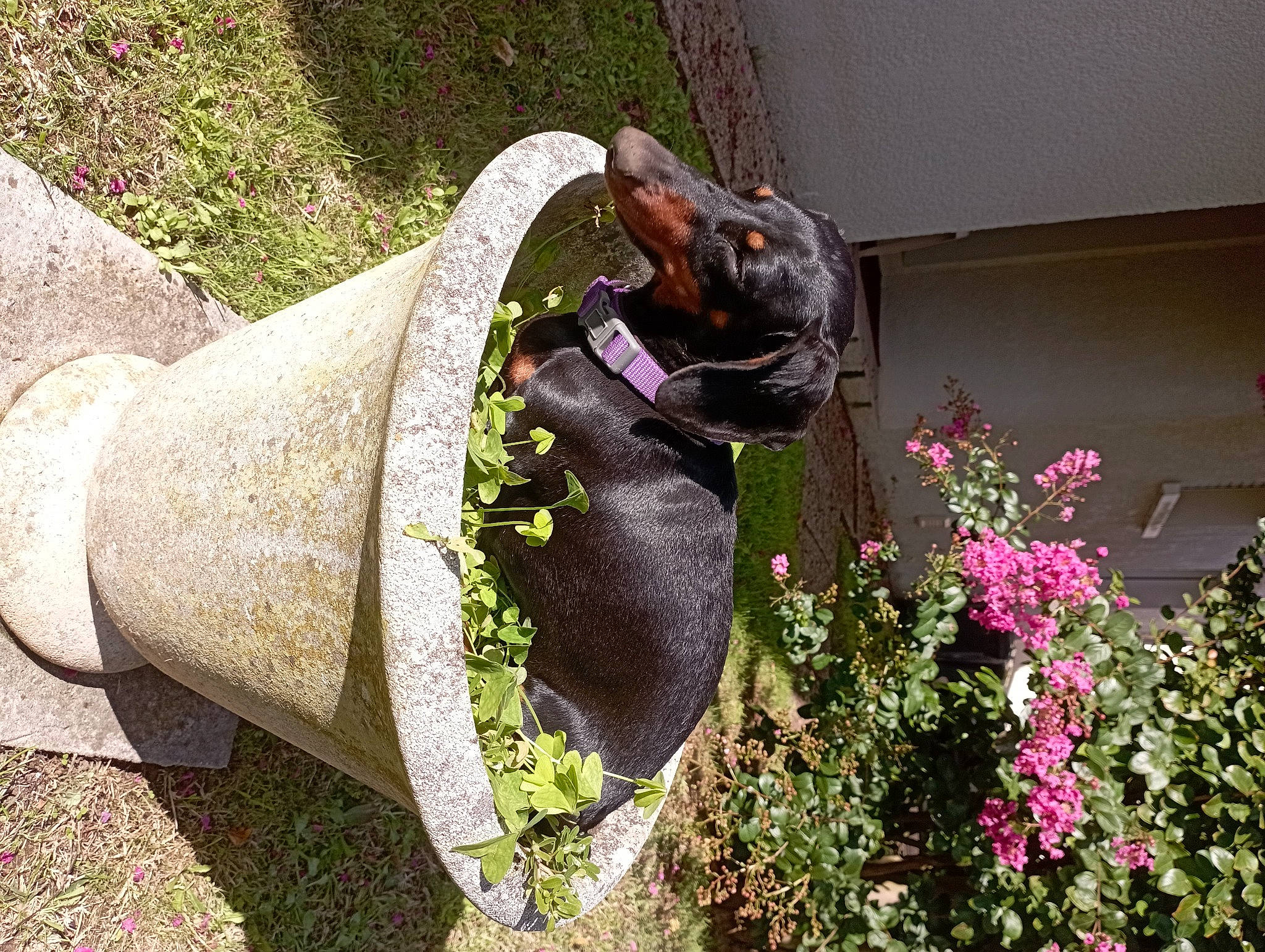 Martine participe au concours pour gagner de l'argent avec cette photo : annual_plant, art, flower, garden, grass, groundcover, herb, herbaceous_plant, landscape, landscaping, lawn_ornament, natural_material, plant, sculpture, shrub, statue, tail, terrestrial_animal, working_animal, yard