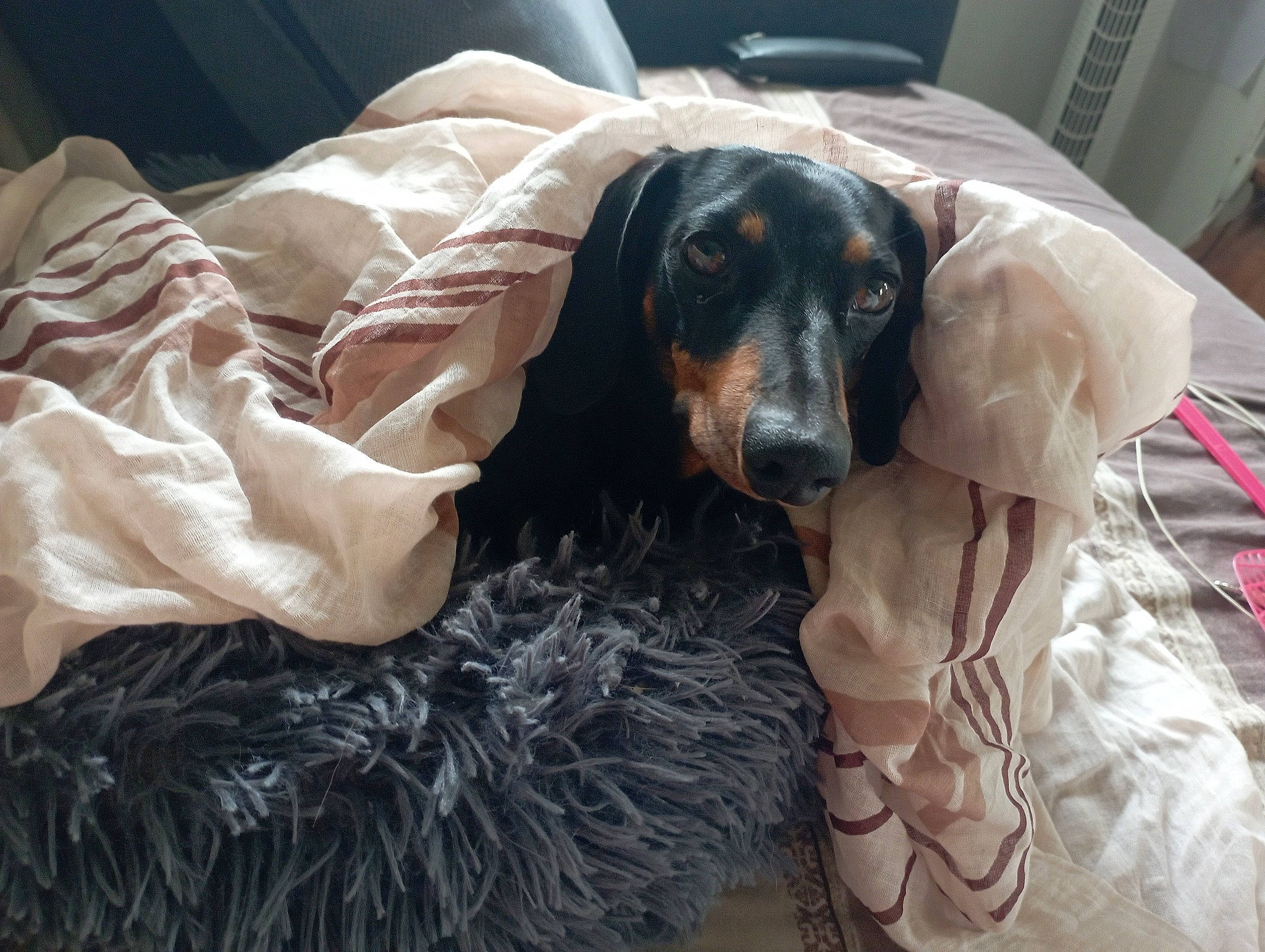 Martine participe au concours pour gagner de l'argent avec cette photo : canidae, carnivore, comfort, companion_dog, couch, dog, dog_breed, dog_supply, fur, guard_dog, hound, linens, liver, pinscher, snout, sporting_group, studio_couch, toy_dog, working_animal, working_dog