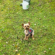 Rosco participe au concours pour gagner de l'argent avec cette photo : dog, small_dog, grass, outdoor, greenery, flowers, leaves, bucket, pet, animal, canine, nature, harness, sitting, garden, yard, daylight, cute, fur, muzzle
