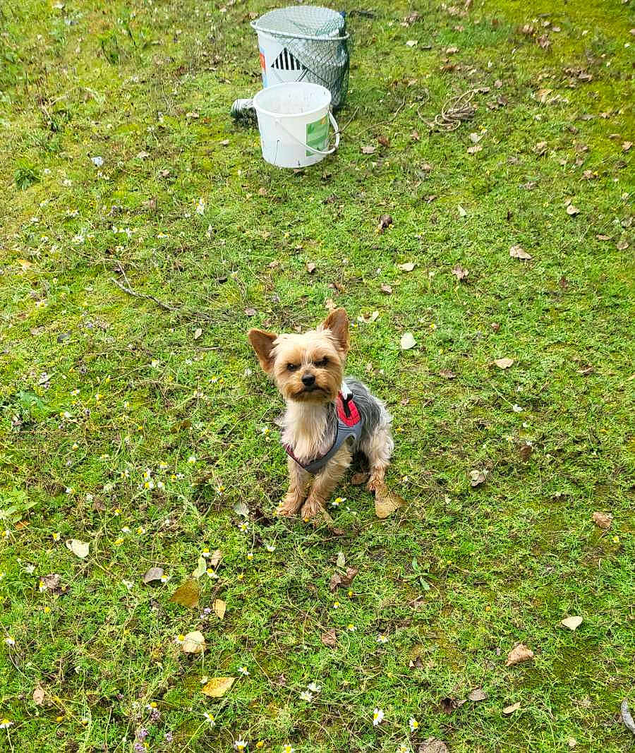 Rosco participe au concours pour gagner de l'argent avec cette photo : dog, small_dog, grass, outdoor, greenery, flowers, leaves, bucket, pet, animal, canine, nature, harness, sitting, garden, yard, daylight, cute, fur, muzzle