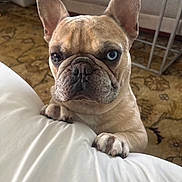 Hugh Hefner is registered to the contest to win money with this photo: dog, french_bulldog, pet, animal, indoor, curious, white_cushion, carpet, brown, ears, paws, close_up, face, blue_eye, heterochromia, furniture, home, cute, portrait, looking