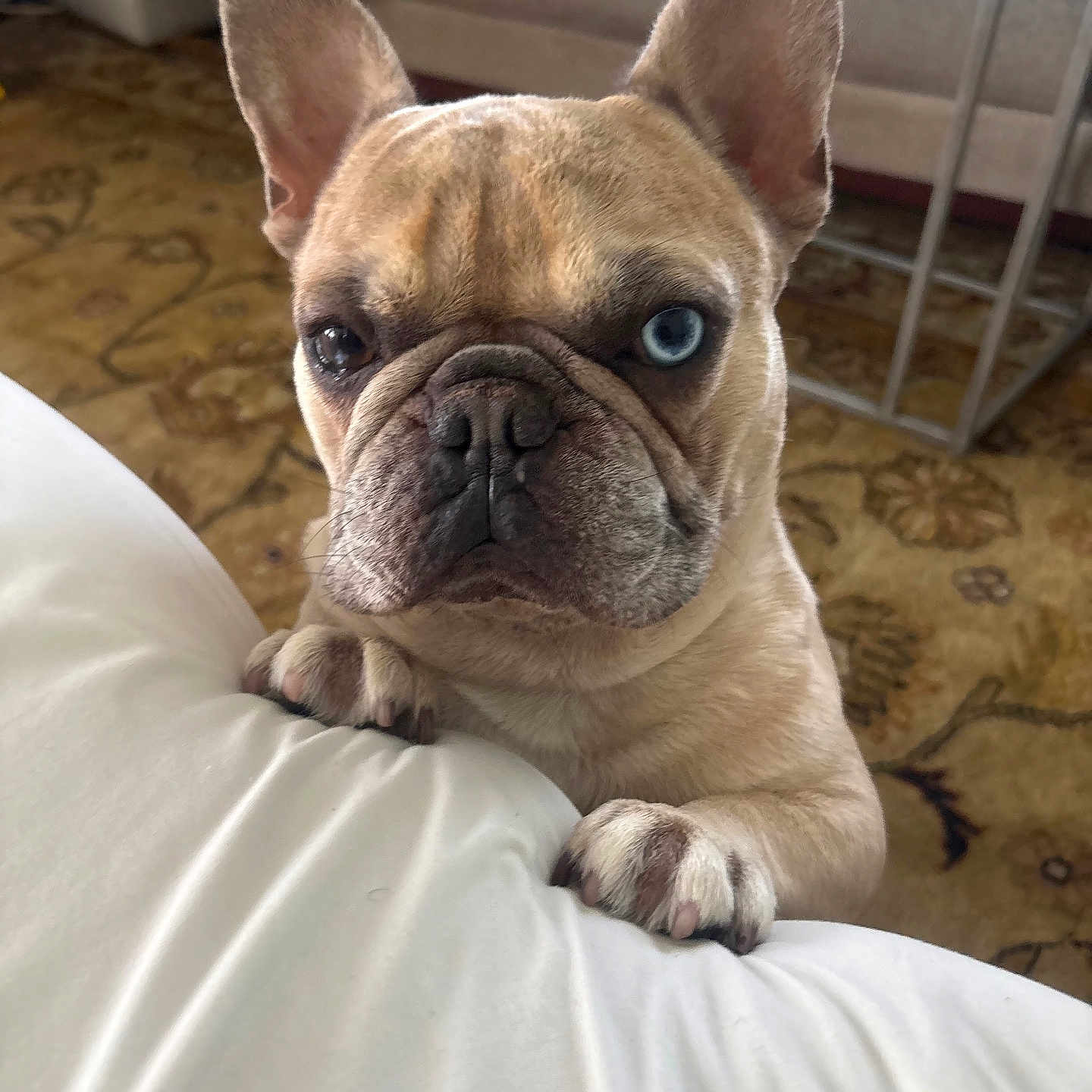 Hugh Hefner is registered to the contest to win money with this photo: dog, french_bulldog, pet, animal, indoor, curious, white_cushion, carpet, brown, ears, paws, close_up, face, blue_eye, heterochromia, furniture, home, cute, portrait, looking