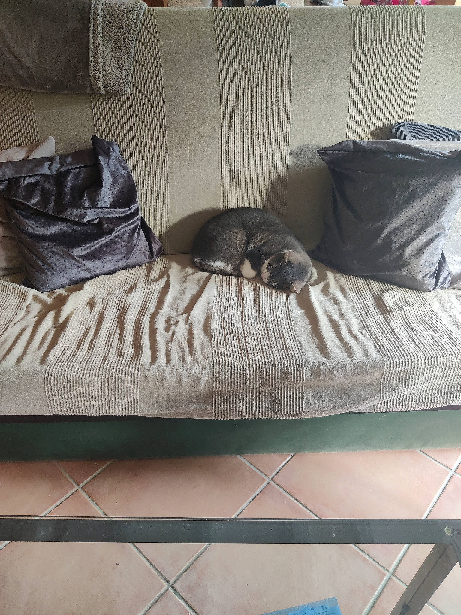 Isie a rejoint le concours — aidez-le/la à gagner de superbes lots ! bed_frame, bed_sheet, bedding, bedroom, carnivore, comfort, companion_dog, dog_breed, felidae, floor, flooring, fur, grey, hardwood, linens, room, small_to_medium_sized_cats, studio_couch, whiskers, wood