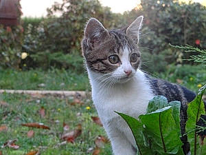 Isie a rejoint le concours — aidez-le/la à gagner de superbes lots ! art, carnivore, cat, domestic_short_haired_cat, fawn, felidae, fur, garden, grass, groundcover, herb, photo_caption, plant, small_to_medium_sized_cats, tail, terrestrial_animal, tree, whiskers, wildlife