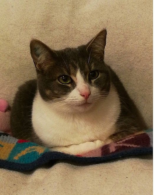 Isie participe au concours pour gagner de l'argent avec cette photo : art, box, carnivore, cat, domestic_short_haired_cat, felidae, fur, paw, pet_supply, rectangle, small_to_medium_sized_cats, snout, square, tail, whiskers, window