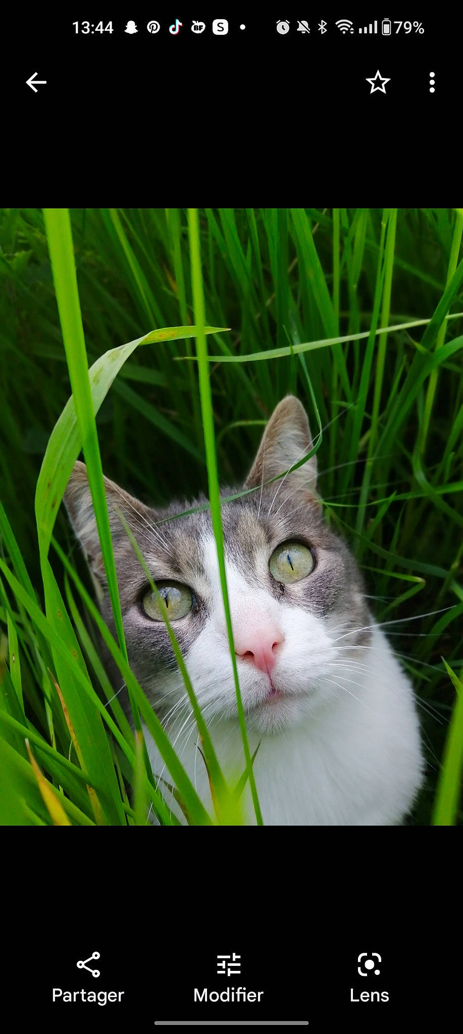 Isie participe au concours pour gagner de l'argent avec cette photo : carnivore, cat, domestic_short_haired_cat, eye, fawn, felidae, fur, grass, grassland, head, paw, photo_caption, plant, small_to_medium_sized_cats, snout, tail, terrestrial_animal, terrestrial_plant, tree, whiskers