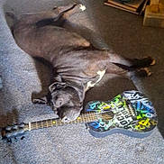 Sugar joined the competition — help win amazing prizes! animal, black_dog, canine, carpet, colorful, dog, floor, graffiti, guitar, head, household, indoor, instrument, laying_down, leisure, musical_instrument, pet, relaxed, resting, strings