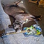 animal, black_dog, canine, carpet, colorful, dog, floor, graffiti, guitar, head, household, indoor, instrument, laying_down, leisure, musical_instrument, pet, relaxed, resting, strings