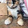 Ariel a rejoint le concours — aidez-le/la à gagner de superbes lots ! cat, kitten, calico, tricolor, fluffy, long_hair, white_paws, animal, pet, portrait, sitting, front_facing, whiskers, ears, eyes, indoors, towels, cardboard_box, patterned_surface, cute