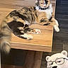 cat, calico_cat, fluffy, longhaired, lounging, table, wood, indoor, home, floor, staircase, plush_toy, polar_bear, glasses, iced_coffee, drink, straw, funny, portrait, furniture