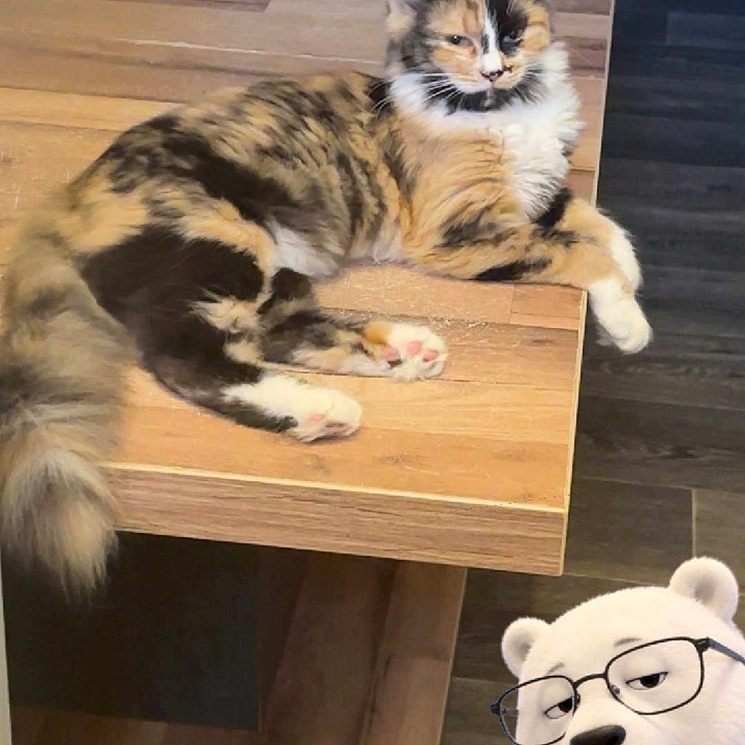 Ariel participe au concours pour gagner de l'argent avec cette photo : cat, calico_cat, fluffy, longhaired, lounging, table, wood, indoor, home, floor, staircase, plush_toy, polar_bear, glasses, iced_coffee, drink, straw, funny, portrait, furniture