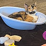 Ariel participe au concours pour gagner de l'argent avec cette photo : kitten, cat, calico, fluffy, pet, animal, face, eyes, ears, whiskers, sitting, bathtub, blue, indoor, floor, wood_floor, baby_toys, infant, foot, playroom