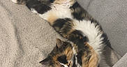 Ariel participe au concours pour gagner de l'argent avec cette photo : cat, calico_cat, fluffy, sleeping, lying_down, relaxed, couch, sofa, cushions, indoor, home, pet, feline, paws_up, belly_up, fur, tricolor, cozy, cute, heart_emojis