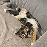 cat, calico_cat, fluffy, sleeping, lying_down, relaxed, couch, sofa, cushions, indoor, home, pet, feline, paws_up, belly_up, fur, tricolor, cozy, cute, heart_emojis