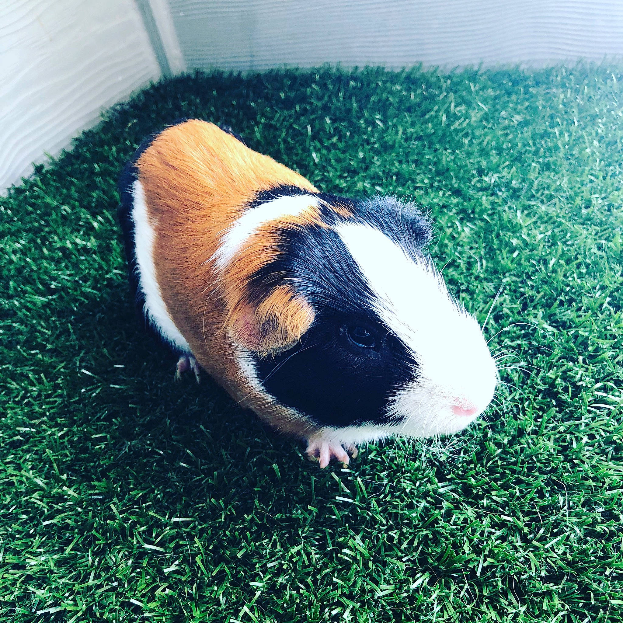 Ichie joined the competition — help win amazing prizes! fawn, grass, guinea_pig, plant, rodent