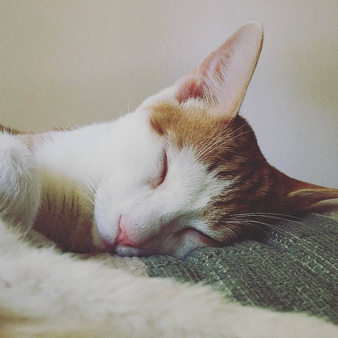 Crixus joined the competition — help win amazing prizes! aegean_cat, beauty, carnivore, cat, ear, eye, facial_expression, felidae, fur, kitten, leg, nap, nose, paw, skin, sky, sleep, small_to_medium_sized_cats, snout, whiskers