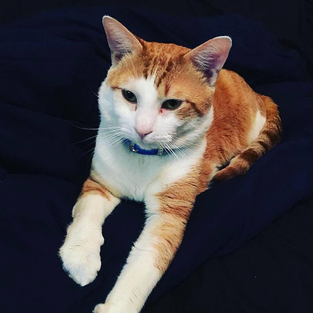 Crixus joined the competition — help win amazing prizes! aegean_cat, american_wirehair, carnivore, cat, domestic_short_haired_cat, ear, european_shorthair, eye, fawn, felidae, fur, kitten, mammal, ojos_azules, paw, polydactyl_cat, small_to_medium_sized_cats, tabby_cat, tail, whiskers