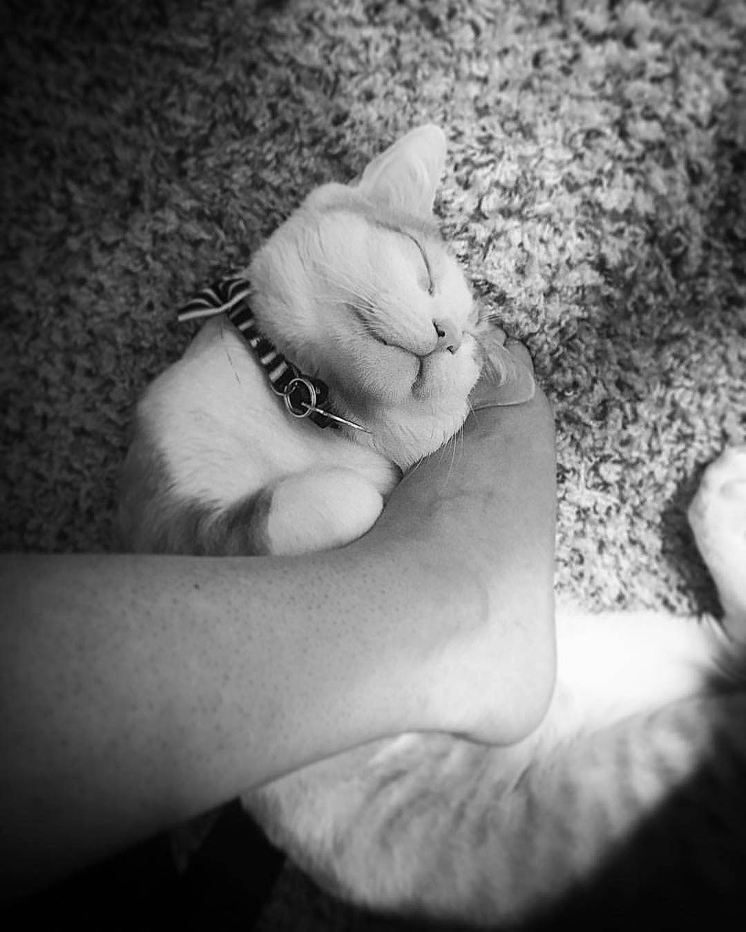 Crixus is registered to the contest to win money with this photo: black_and_white, cat, claw, ear, felidae, finger, foot, gesture, hand, leg, monochrome, monochrome_photography, paw, polydactyl_cat, small_to_medium_sized_cats, style, tail, whiskers, white