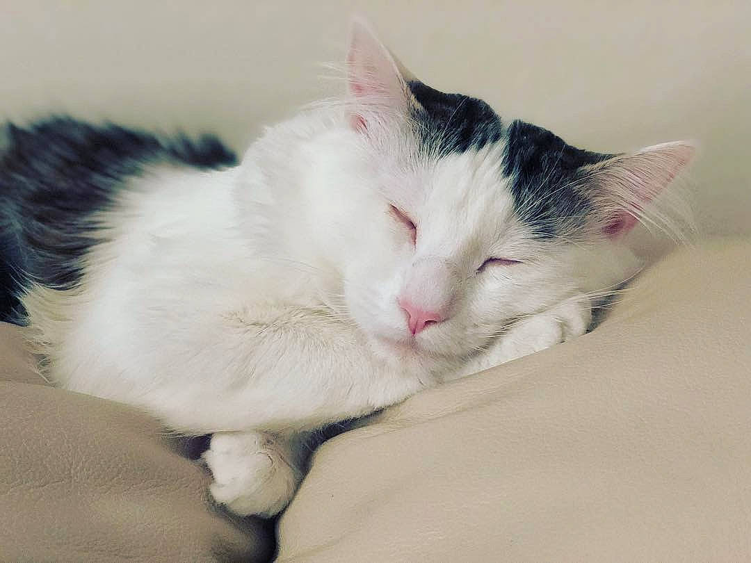 Jericho joined the competition — help win amazing prizes! aegean_cat, black_and_white, carnivore, cat, domestic_short_haired_cat, ear, eye, felidae, fur, kitten, mammal, nap, nose, polydactyl_cat, sky, sleep, small_to_medium_sized_cats, snout, turkish_van, whiskers