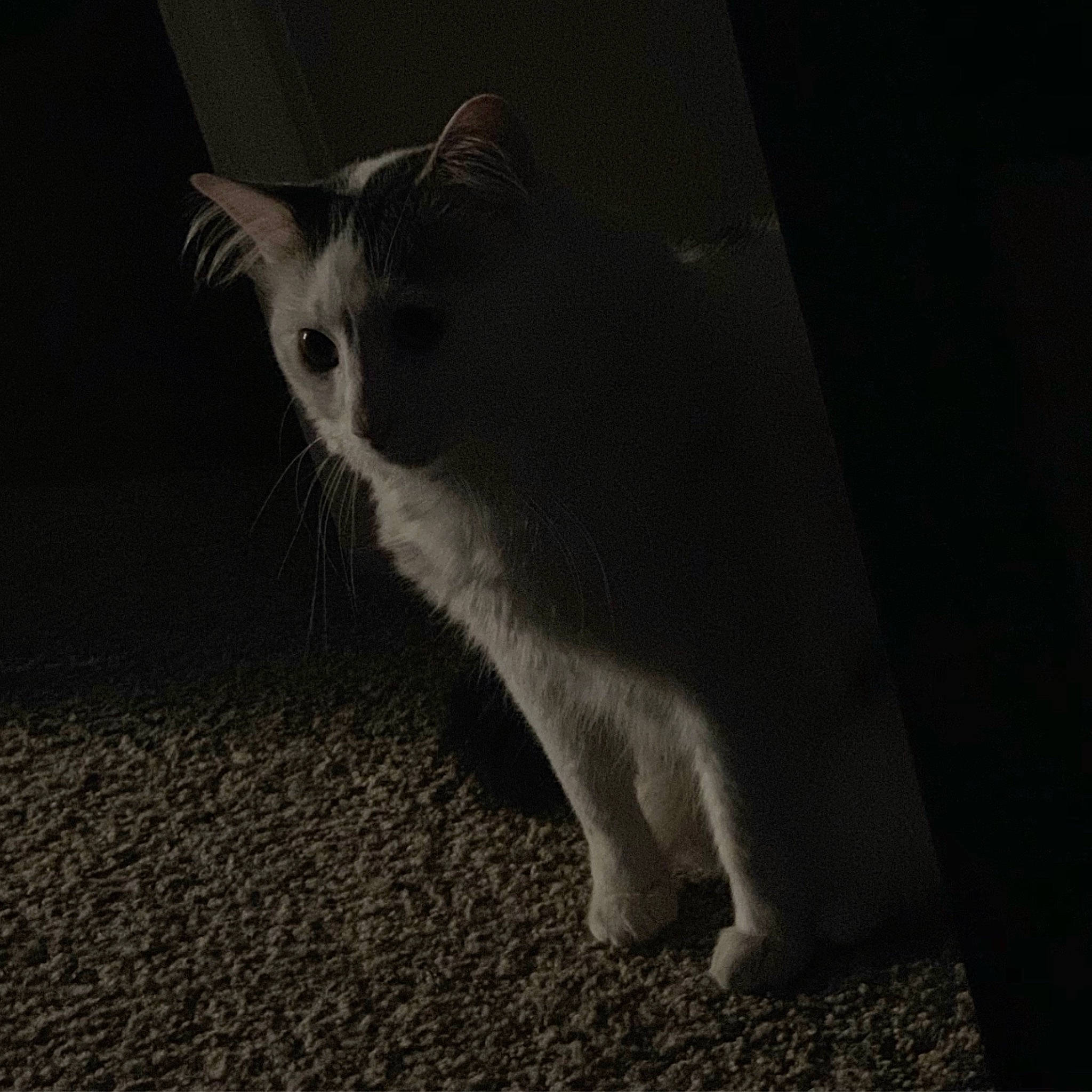 Jericho is registered to the contest to win money with this photo: black, black_and_white, carnivore, cat, darkness, domestic_short_haired_cat, european_shorthair, eye, felidae, fur, kitten, monochrome, night, paw, polydactyl_cat, sky, small_to_medium_sized_cats, snout, tail, whiskers