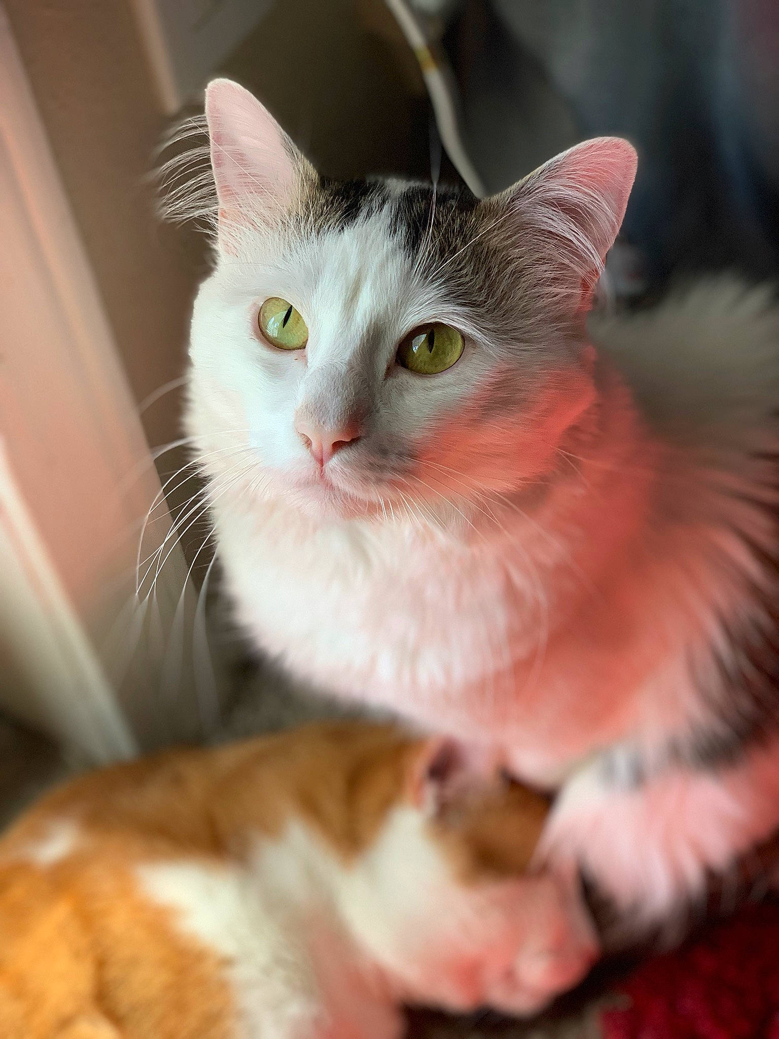 Jericho joined the competition — help win amazing prizes! aegean_cat, asian, carnivore, cat, domestic_short_haired_cat, european_shorthair, fawn, felidae, fur, kitten, mammal, norwegian_forest_cat, polydactyl_cat, small_to_medium_sized_cats, snout, tabby_cat, turkish_angora, turkish_van, vertebrate, whiskers